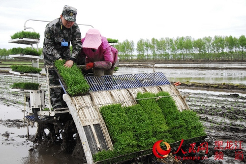鴨綠河農(nóng)場(chǎng)武裝部成立了由30名骨干民兵組成的民兵助農(nóng)備耕突擊隊(duì)，助力春耕生產(chǎn)。